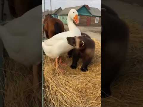 Росомаха Айка и гусь Злобогусь 👿🦤#росомаха #гусь #pets