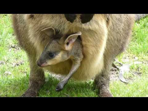 Baby Kangaroo in Pouch