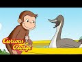 Curious George George Loves Ducks Kids Cartoon Kids Movies Videos For Kids