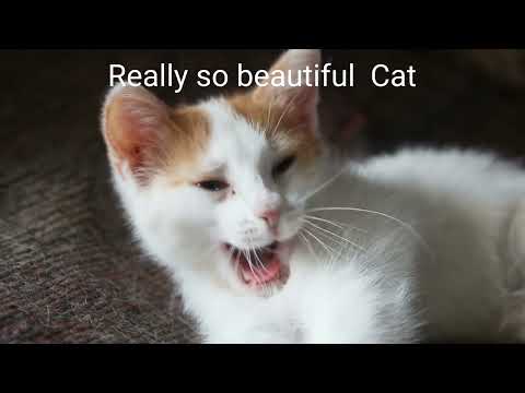 Funny Cat