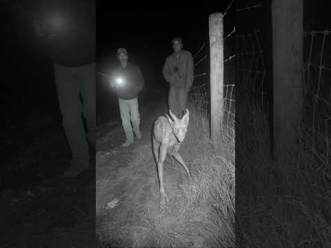 Chupacabra Caught on CCTV By Native Reservation