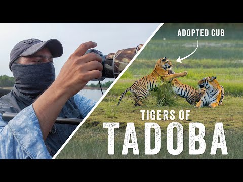 Filming Wild Tigers in Tadoba National Park | TIGERS OF TADOBA Ep 1 - The Story Of MAMA & BHANJA