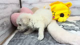 ハーフ犬の動画01