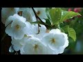 Sravana Sandhya Onam Song Jose Sagar Aneeshya Jose SR Purushothaman