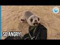 Rescuing The Angriest Seal In Namibia