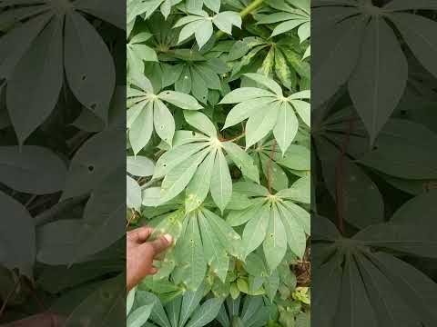 OGUN INFECTION TODAJU PÚPỌ