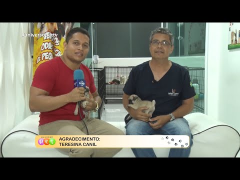 Pug: Características, cuidados e curiosidades do cachorro 29 08 2022