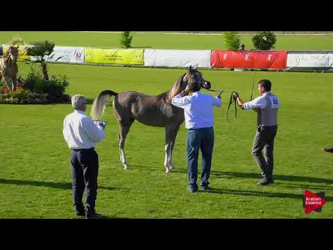 N.48 AJ EAZM - Chantilly 2018 AHO World Cup - Yearling Colts (Class 6A)