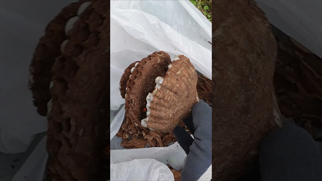 Feeding hornet nest to chicks. HORNET NEST REMOVAL