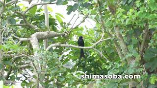 オウチュウ7羽の群れ(動画あり)