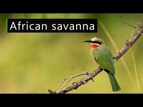 The sound of the African savanna on a calm day