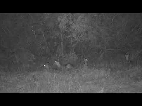 Djuma: Impalas resting in the night - 18:38 - 05/12/21