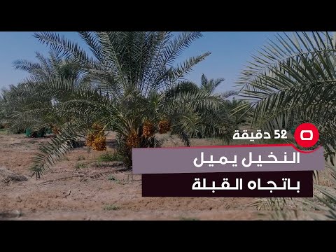 شاهد بالفيديو.. تلقائياً .. بعد زراعة نخلة التمر ينعكس اتجاه قلبها على قبلة بيت رب العالمين