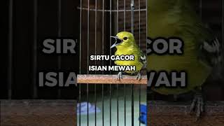 Download lagu sirtu gacor isian mewah ~ dj kicau mp3 Download lagu sirtu gacor isian mewah ~ dj kicau mp3