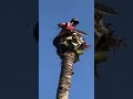 HEBAT PAK CIK NI TEBANG POKOK KELAPA RUGI KALU TAK TENGOK