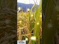 Nerkathir Vayalveli Shortsfeed Oorsuththi Nature Nerkathir Vayalveli