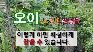오이 노균병  진딧물 이렇게 하면 확실하게 잡을 수 있습니다. #주말농장 #오이가꾸기.