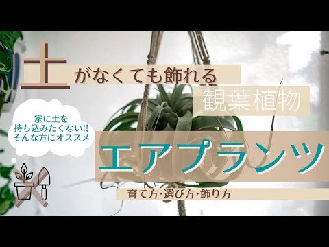 土を使わずに植物を植える: 私のティランジアが乾燥してしまうのはなぜですか?よくある4つの原因＋エアガールを復活させるにはどうすればいい？  庭園