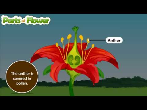 Parts of flower and their functions | Parts of flower and their functions | Parts of flower