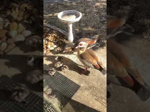 Morning visit (Egyptian geese:)