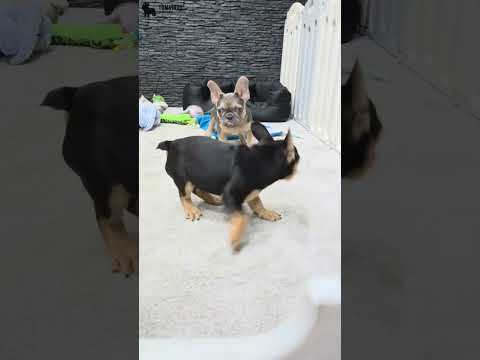 Video 2