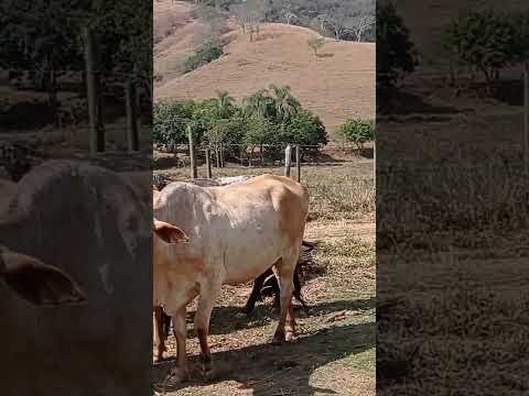 Paiol, nosso recanto em Santa Maria de Itabira/ MG