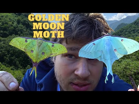 Meet the GOLDEN Moon Moths!  Amazing - Breeding Actias sinensis / MothCycles