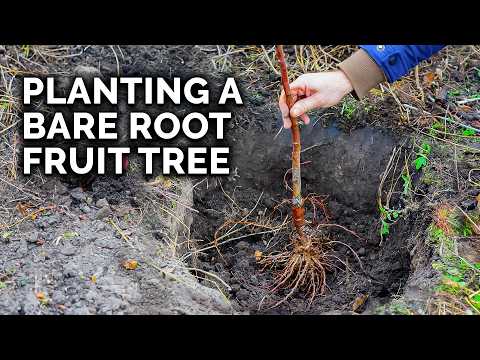 How to Prune a Loquat Tree Fall 2018 Garden Plans 