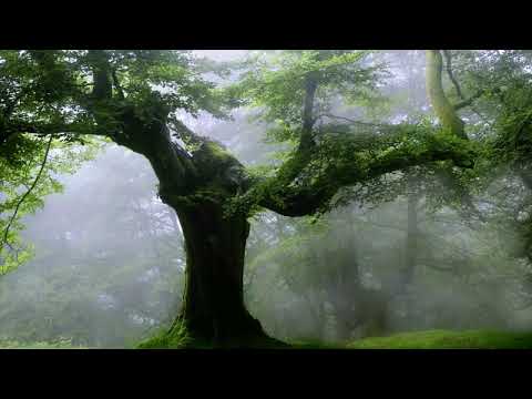 Akhlaqul Karimah Live Stream