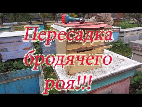 ПЕРЕСЕЛЕНИЕ ПЧЁЛ СРЕДНЕРУССКИХ МЕСТНЫХ из ЛОВУШКИ БРОДЯЧИХ РОЁВ в улей. Beekeeping.🔥🔥🔥