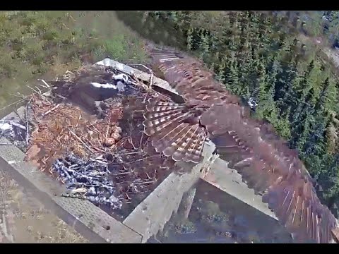 Newfoundland & Labrador Ospreys 06 01 20 145pm Beautiful Wings swap outs with Hope & Beaumont