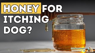 Honey For Stopping Dog Allergies