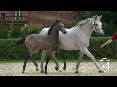 RD077 Stutfohlen von Charleston   Carthago   Lavall I