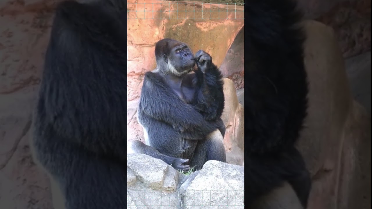 monkey thinking | comedy funny meme#funnyvideo#nicee#funny#meme