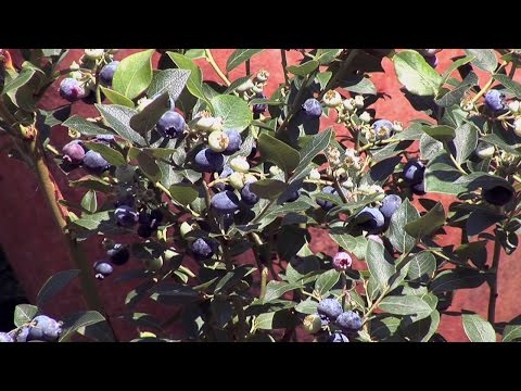 Heidelbeeren pflanzen und pflegen Garten-Video-Anleitung Tipps und Tricks vom Profi