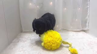 アメリカンコッカースパニエルの動画01