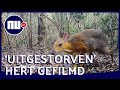 Wetenschappers filmen 'uitgestorven' dwerghert | NU.nl