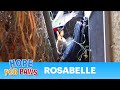 Hope For Paws: Going down the rabbit hole to ...