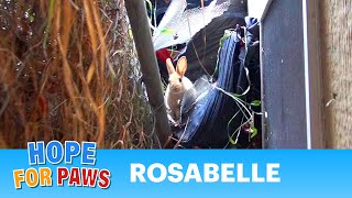 Hope For Paws rescuing a cute little bunny!!  Please share so we can find her a home.