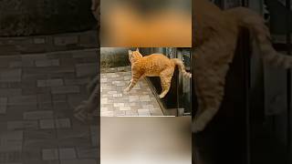 Download lagu Video lucu jurus oyen terbang 😂🔥  #short #cat #funny #catlover #kucing #lucu #komedi #hiburan mp3