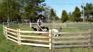 Wellu learning to herd