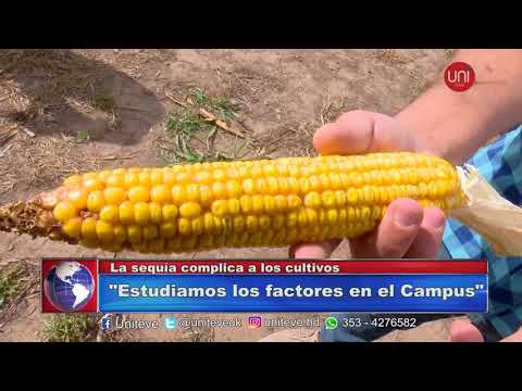 Las consecuencias de la sequía