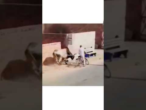 Cow attack Wah chach ji #trending #shorts #shorts #funny #viralvideo #shortsfeed #cowattack