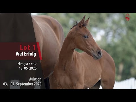Online-Auktion v. 03. - 07.09.2020 Lot 1 Viel Erfolg Hengst v. Valdiviani - Swarovski