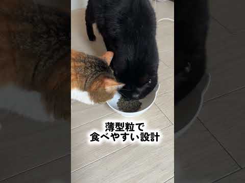 SNS広告用UGC動画を制作します イメージ1