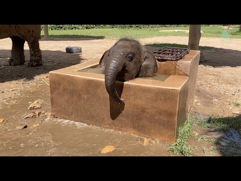Baby Elephant Wan Mai Daily Routine - ElephantNews