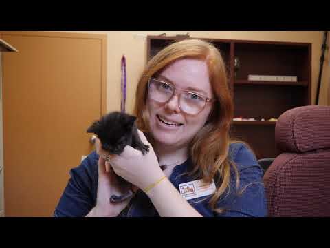 Rainfall Digital video.