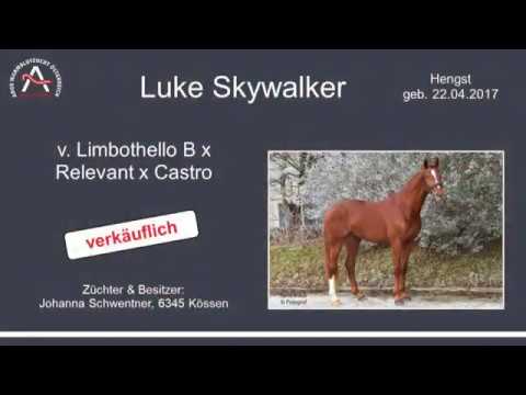 Luke Skywalker v. Limbothello B – Relevant – Castro, AWÖ-Hengst, geb. 2017