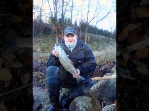Kystfiskeri og andet fiskeri fra Kolding