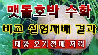 [텃밭농부. 1,182]  맷돌호박 실험재배 결과. 수확 비교